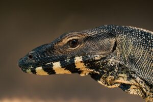 Tugu Biawak Wonosobo Bikin Orang Nganjuk Iri dan Teringat Luka Lama