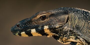 Tugu Biawak Wonosobo Bikin Orang Nganjuk Iri dan Teringat Luka Lama Mojok.co