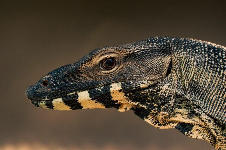 Tugu Biawak Wonosobo Bikin Orang Nganjuk Iri dan Teringat Luka Lama Mojok.co