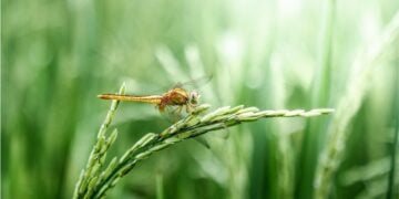 Kabupaten Grobogan, Daerah yang Sama Sekali Nggak Terkenal, padahal Lumbung Pangan Nasional