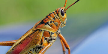 3 Kuliner Blora yang Eksotis, tapi Jarang Diburu Wisatawan (Unsplash)