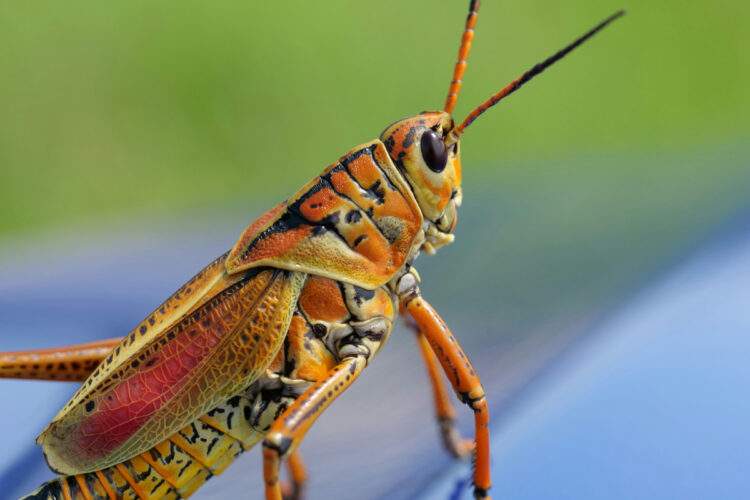 3 Kuliner Blora yang Eksotis, tapi Jarang Diburu Wisatawan (Unsplash)