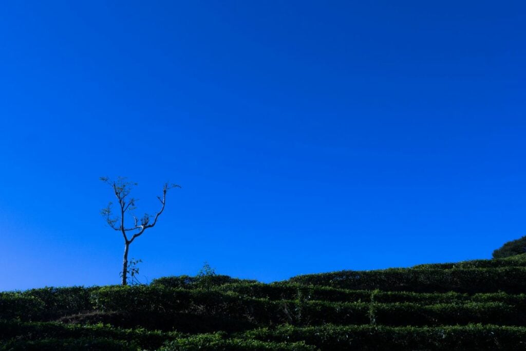 Orang INFJ Jangan Tinggal di Perbatasan Batang dan Pekalongan kalau Mau Tetap Waras