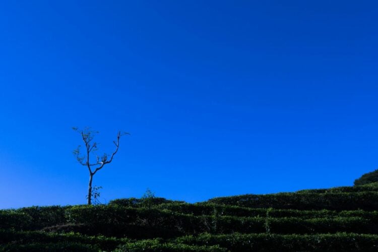 Orang INFJ Jangan Tinggal di Perbatasan Batang dan Pekalongan kalau Mau Tetap Waras