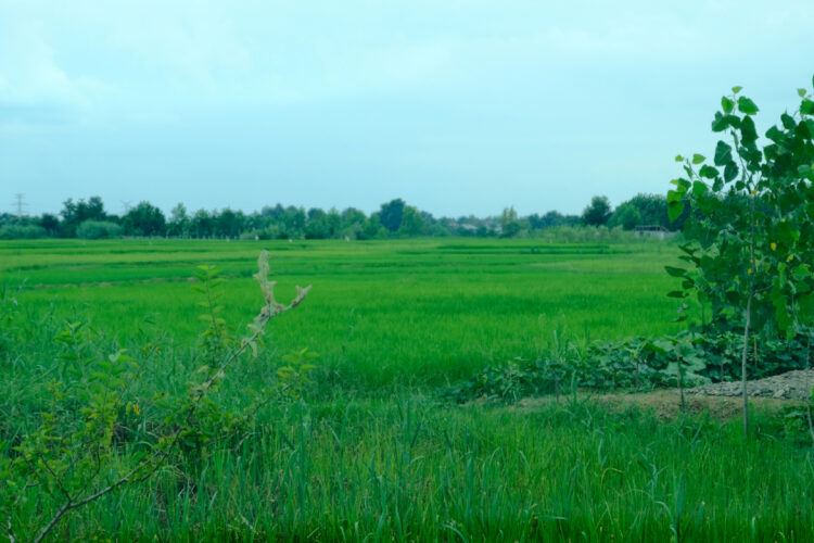 Kecamatan Wadaslintang Beda Ia Anak Tiri Kabupaten Wonosobo (Unsplash)