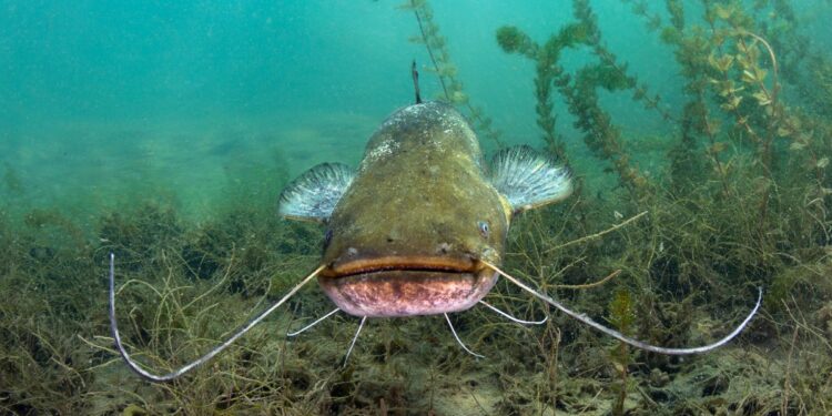 Ternak Lele tanpa Ilmu, Berujung Penyesalan dan Rasa Malu (Unsplash)