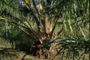 Mahasiswa Jurusan Perkebunan Nggak Harus Kerja di Kebun Kelapa Sawit, Rezeki Masih Bisa Dicari di Kebun Lain, kok