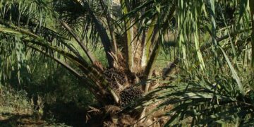 Mahasiswa Jurusan Perkebunan Nggak Harus Kerja di Kebun Kelapa Sawit, Rezeki Masih Bisa Dicari di Kebun Lain, kok