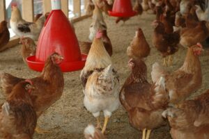Penderitaan Tinggal di Rumah yang Dekat dengan Kandang Ayam Potong, Makan Tak Pernah Nikmat, dan Malu pada Tamu yang Berkunjung