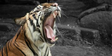 Ironi Reog, Kesenian Indah yang Harus Mengalah pada (Orang yang Pura-pura) Kesurupan Massal