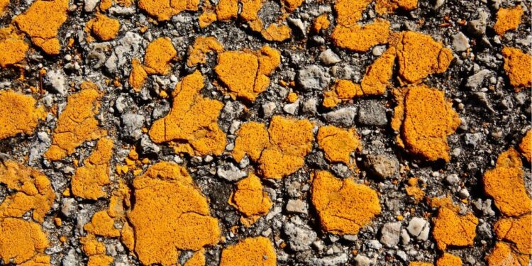 Jalanan di Kecamatan Jenangan Ponorogo Rusak Karena Truk ODOL, Membahayakan tapi (Seakan) Diabaikan