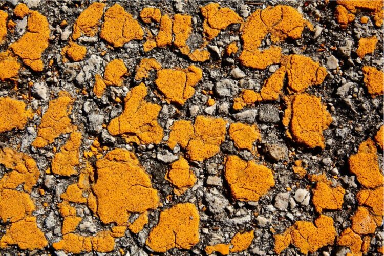 Jalanan di Kecamatan Jenangan Ponorogo Rusak Karena Truk ODOL, Membahayakan tapi (Seakan) Diabaikan