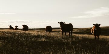 Mahasiswa Fakultas Peternakan Unsoed Terdiskriminasi karena Dianggap Nggak Punya Masa Depan dan Bau  Mojok.co