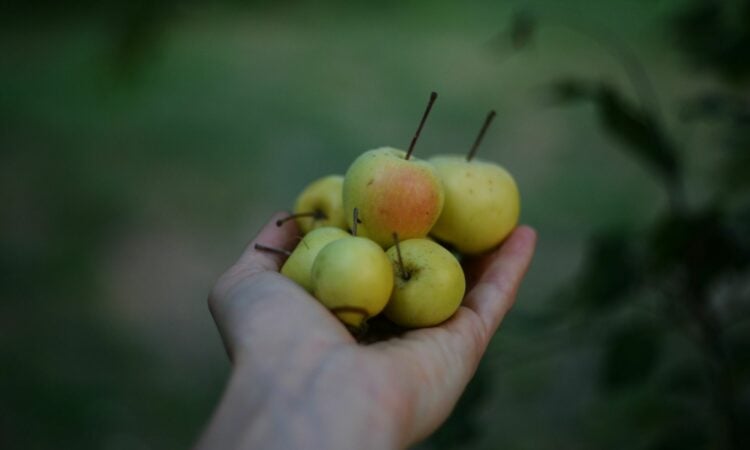 4 Dosa Penjual Keripik Buah di Malang yang Perlahan "Mengusir” Pembelinya Mojok.co