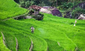 Buruh Tani Situbondo: Pekerjaan yang Sering Disepelekan, tapi Upahnya Bisa Bikin Iri Pegawai Kantoran