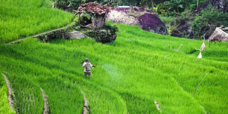 Buruh Tani Situbondo: Pekerjaan yang Sering Disepelekan, tapi Penghasilannya Bisa Bikin Iri Pegawai Kantoran Mojok.co