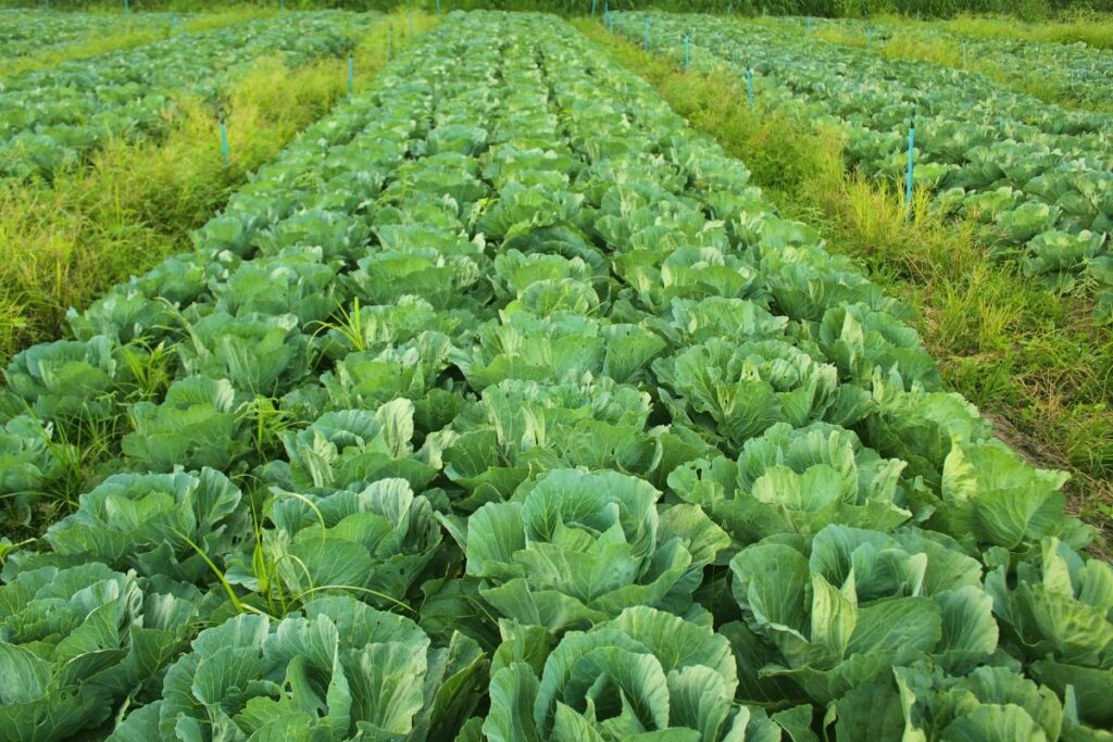 Ambigunya Jurusan Agribisnis, Masuk Fakultas Pertanian tapi 80% yang Dipelajari Justru Ilmu Ekonomi jurusan pertanian