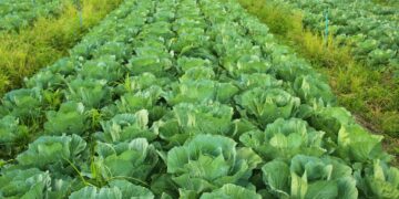 Ambigunya Jurusan Agribisnis, Masuk Fakultas Pertanian tapi 80% yang Dipelajari Justru Ilmu Ekonomi jurusan pertanian