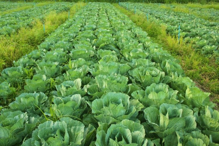 Ambigunya Jurusan Agribisnis, Masuk Fakultas Pertanian tapi 80% yang Dipelajari Justru Ilmu Ekonomi jurusan pertanian