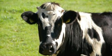 Orang Boyolali Asli Bakal Pikir-pikir Lagi kalau Mau Cepogo Cheese Park, Tidak Ramah Kantong UMK!