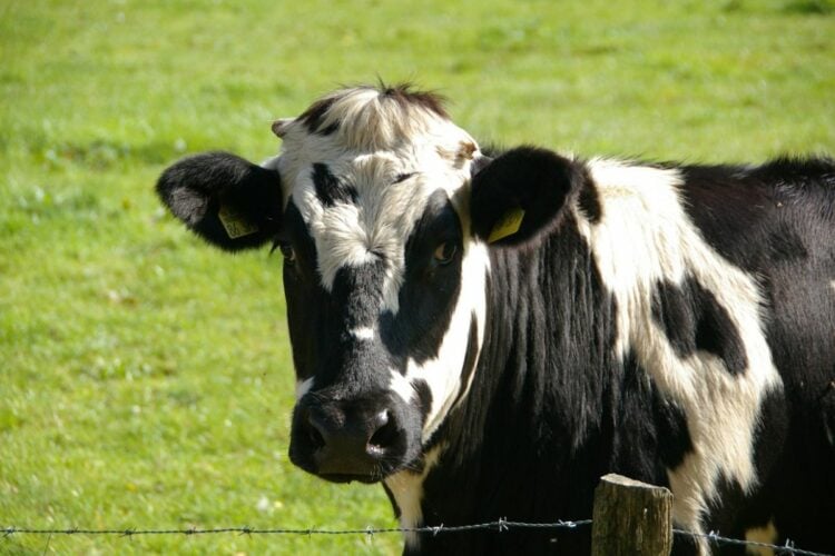 Orang Boyolali Asli Bakal Pikir-pikir Lagi kalau Mau Cepogo Cheese Park, Tidak Ramah Kantong UMK!