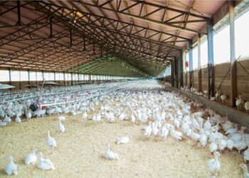 Jurusan Peternakan, Jurusan yang Saya Jadikan Pelarian, Ternyata Penuh Potensi Cuan yang Super Besar