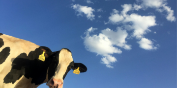 4 Akal-akalan Penjual Sapi Menipu Pembeli demi Meraup Cuan Besar Mojok.co