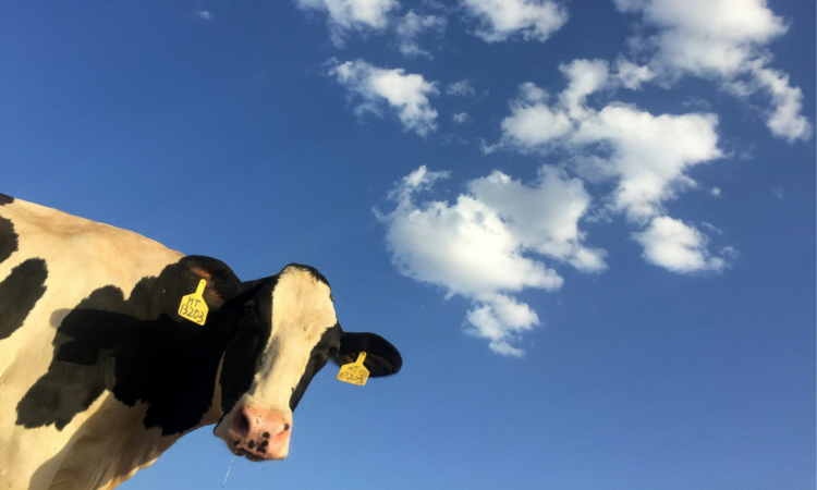 4 Akal-akalan Penjual Sapi Menipu Pembeli demi Meraup Cuan Besar Mojok.co