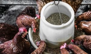 Derita Punya Tetangga yang Pelihara Ayam: Bau Tidak Sedap Jadi Musuh Sehari-hari, Sudah Diingatkan Malah Ngeyel