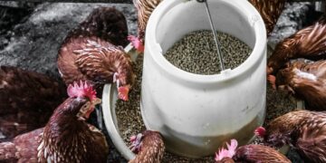 Derita Punya Tetangga yang Pelihara Ayam: Bau Tidak Sedap Jadi Musuh Sehari-hari, Sudah Diingatkan Malah Ngeyel Mojok.co