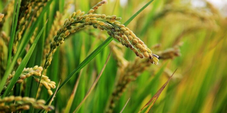 Sawah Hilang, Data Bertambah: Trik Sulap LP2B Ala Jember