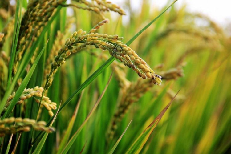 Sawah Hilang, Data Bertambah: Trik Sulap LP2B Ala Jember