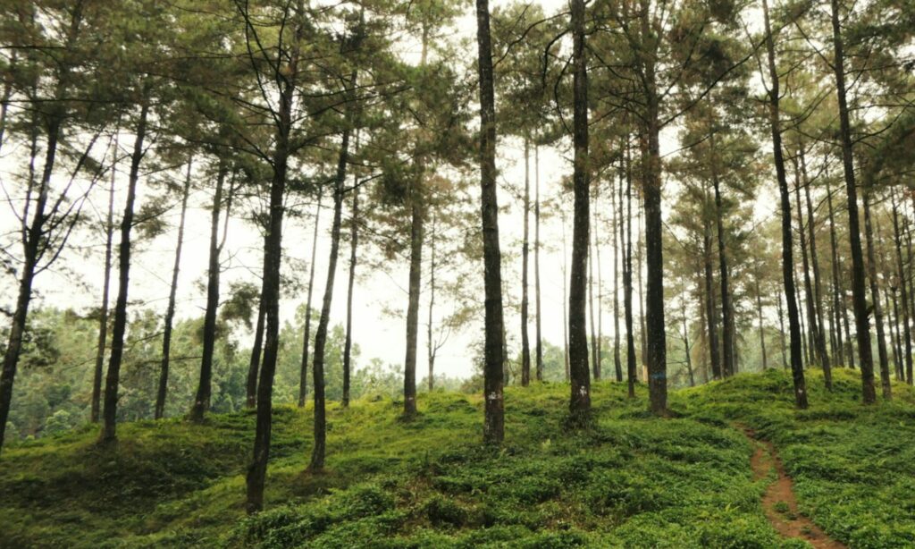 4 Rekomendasi Tempat Healing Murah Meriah di Banyumas yang Menurut Warga Lokal Layak Diketahui Banyak Orang Mojok.co