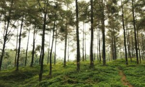 4 Rekomendasi Tempat Healing Murah Meriah di Banyumas yang Menurut Warga Lokal Layak Diketahui Banyak Orang