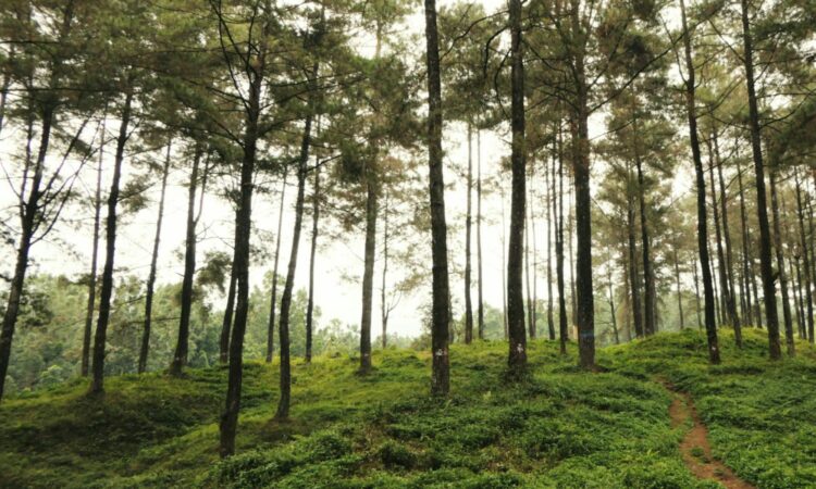 4 Rekomendasi Tempat Healing Murah Meriah di Banyumas yang Menurut Warga Lokal Layak Diketahui Banyak Orang Mojok.co