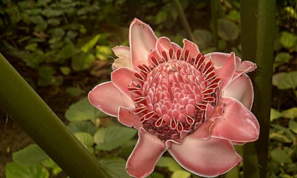 Olahan Kecombrang Tidak Cocok untuk Semua Orang, di Lidah Saya Rasanya Aneh Mojok.co