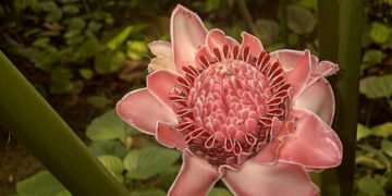 Olahan Kecombrang Tidak Cocok untuk Semua Orang, di Lidah Saya Rasanya Aneh Mojok.co