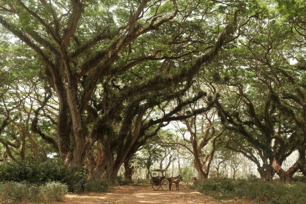 Pesanggaran, Kecamatan Paling Menyedihkan di Kabupaten Banyuwangi