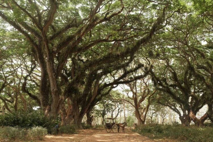 Pesanggaran, Kecamatan Paling Menyedihkan di Kabupaten Banyuwangi