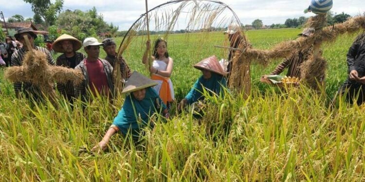 Delanggu Klaten, Kecamatan Subur yang Semakin Terlupakan (Foto dari ANTARA)
