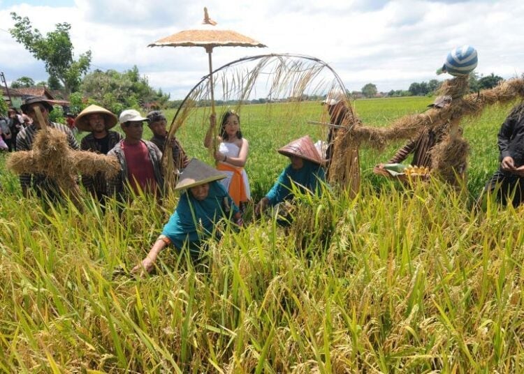 Delanggu Klaten, Kecamatan Subur yang Semakin Terlupakan (Foto dari ANTARA)