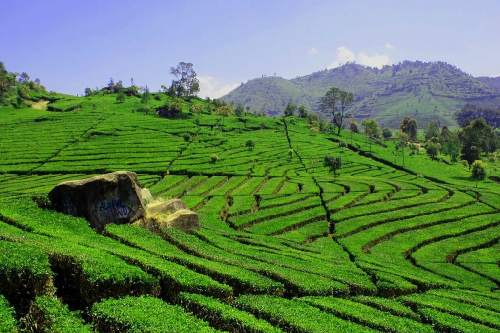 Alasan Nganjuk dan Blitar Akan Selalu Ada di Bawah Kediri dan Malang padahal Potensial