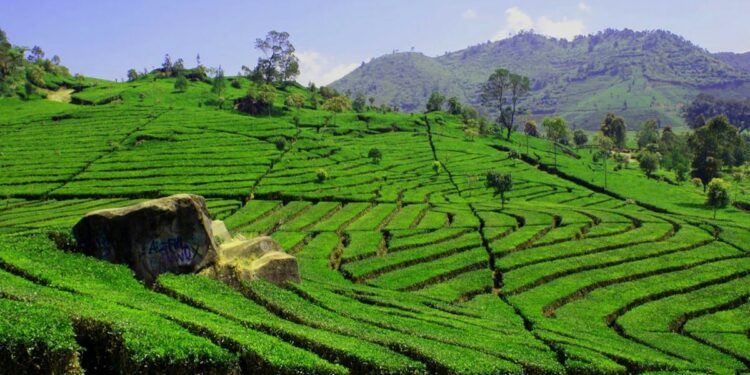Alasan Nganjuk dan Blitar Akan Selalu Ada di Bawah Kediri dan Malang padahal Potensial