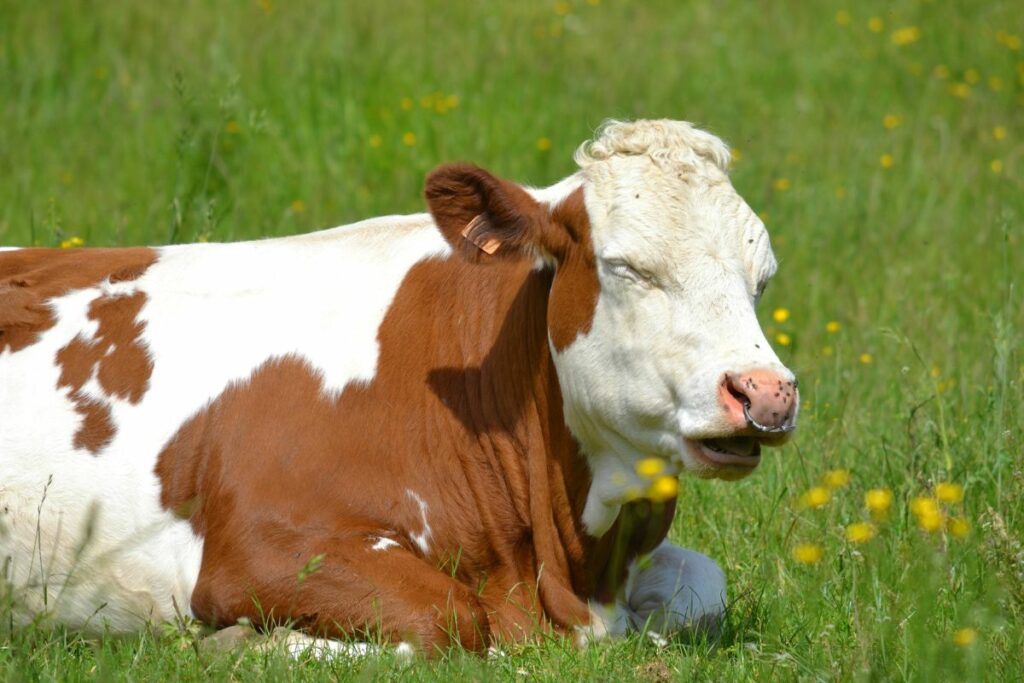 Cepogo Cheese Park Boyolali, Rekomendasi Tempat Wisata Keluarga yang Asyik tapi Tidak dengan Lalatnya