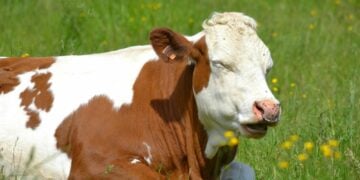 Cepogo Cheese Park Boyolali, Rekomendasi Tempat Wisata Keluarga yang Asyik tapi Tidak dengan Lalatnya