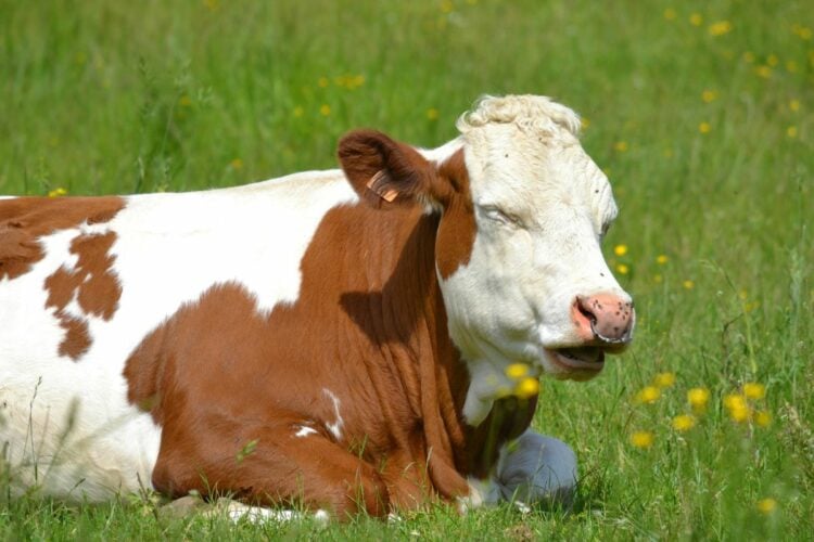 Cepogo Cheese Park Boyolali, Rekomendasi Tempat Wisata Keluarga yang Asyik tapi Tidak dengan Lalatnya