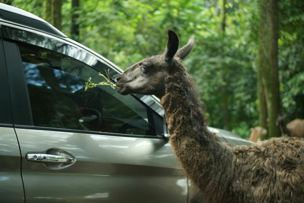 Taman Safari Prigen, Tempat Wisata yang Bikin Saya Emosi dan Nggak Mau Ke Sana Lagi