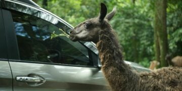 Taman Safari Prigen, Tempat Wisata yang Bikin Saya Emosi dan Nggak Mau Ke Sana Lagi