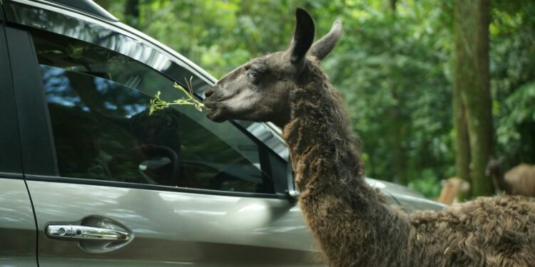 Taman Safari Prigen, Tempat Wisata yang Bikin Saya Emosi dan Nggak Mau Ke Sana Lagi