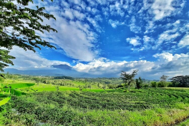 Mojokerto, Opsi Kota Slow Living yang Namanya Belum Sekencang Malang, tapi Ternyata Banyak Titik Nyamannya